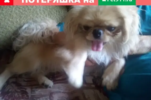 Найдена собака Пекинес в Новочеркасске
