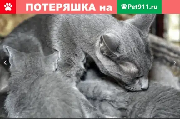 Пропала кошка в Красноярске на ул. Киренского