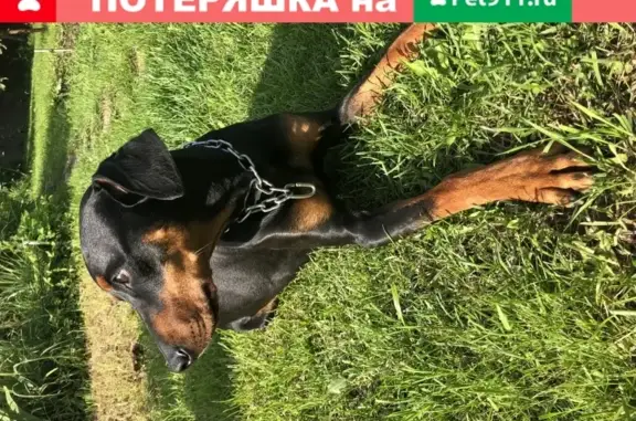 Пропала собака Кабель в поселке Гидроузла имени Куйбышева (Московская область)