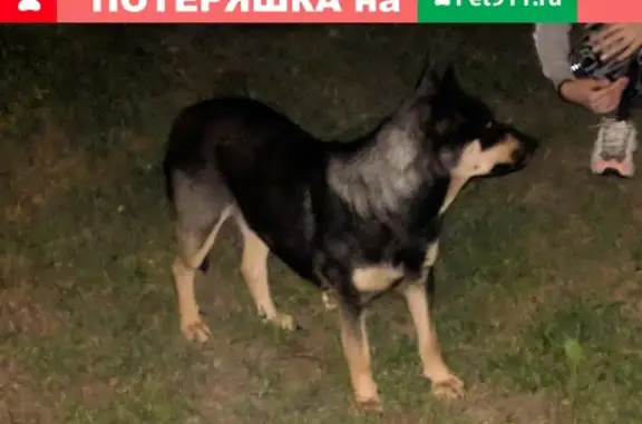 Найдена собака на ул. Довженко, 12к1.