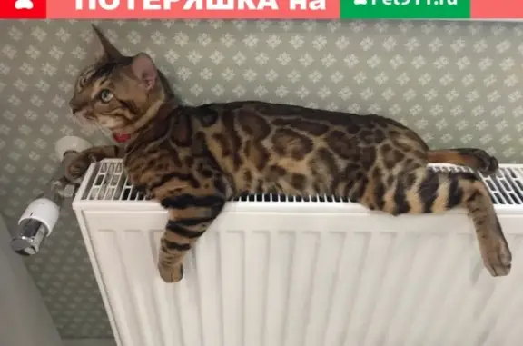 Кошки потеряшки, Москва, фото: Потеряшка кастрированная кошка в деревне Богдановка, Московская область