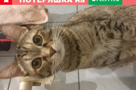 Пропала кошка Ася в Снт клубничка2, Орехово-Зуево