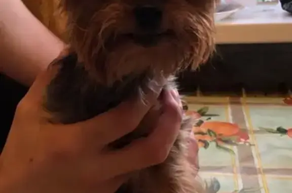 Найдена собака, Москва, фото: Найден взрослый йорк в районе Перово-Новогиреево, Москва