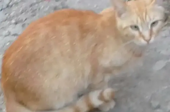 Найдена кошка в Выхино-Жулебино!
