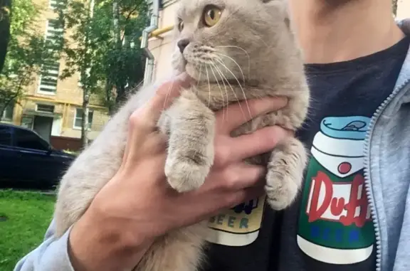 Найдена вислоухая кошка на Осташковской