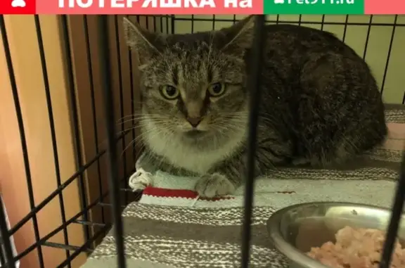 Найдена кошка у метро Рижская, адрес: 2-я Мытищинская улица, 2с5