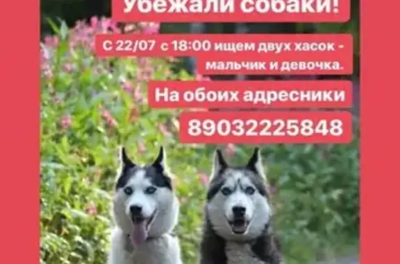 Потерянные животные Москва, фото: Пропали две хаски в Москве, район Мичурининец