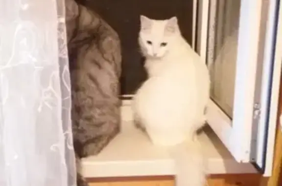 Кошки потеряшки, Тамбов, фото: Потеряшка глухая белая кошка в селе Хобот-Богоявленское #Тмб_область_кошки_потеряшки