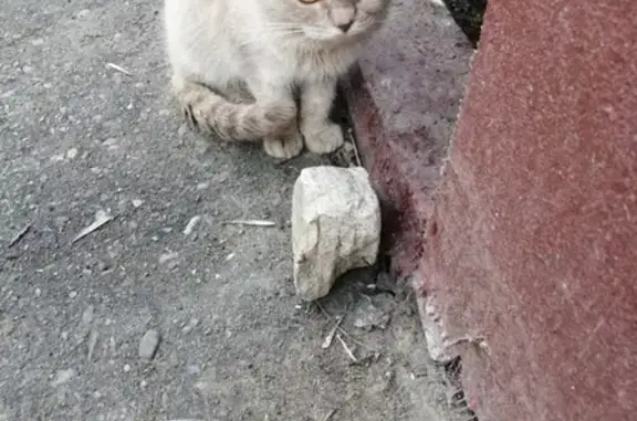 Найдена кошка в Иваново!