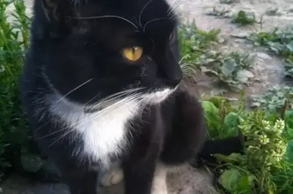Найден домашний кот в СПб - Уткиная Заводь.