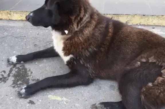 Собака на станции Железнодорожный МО найдена.