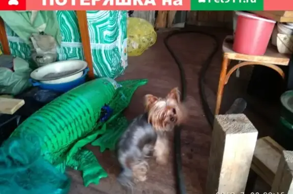 Найдена собака в Среднеуральске, Железнодорожников, с клеймом на животе.