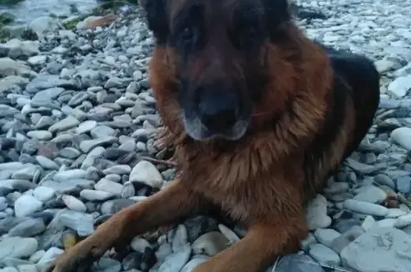 Пропала собака Маршал в районе Мысхако, Петропавловск-Камчатский