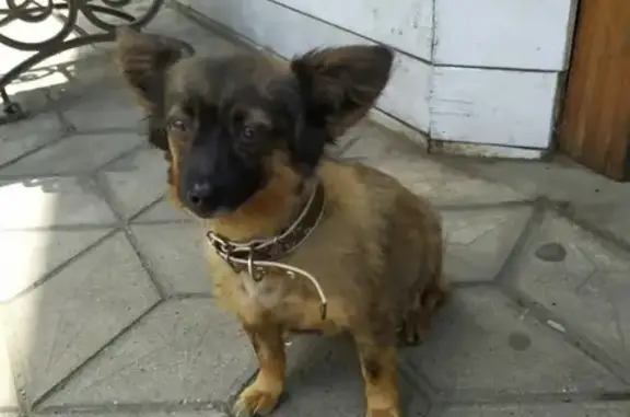 Найдена собака на 1-м Северном мосту, Краснодар.