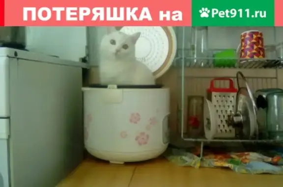 Пропала кошка Снежка возле Молодежной 4 (Челябинская область)