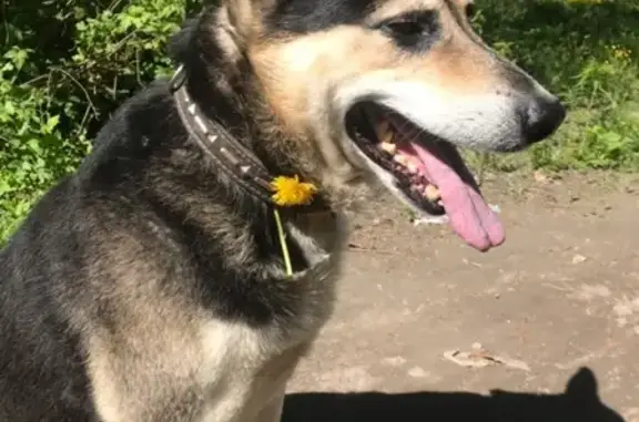Пропала собака Сами из вольера в Шайме, Череповецкий район