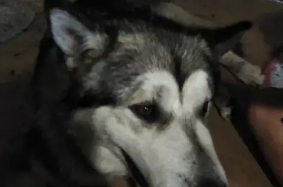 Найден пёс маламут в Новой Ладоге