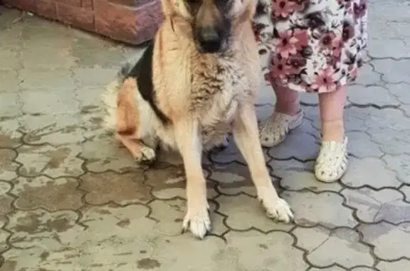 Пропала собака в Туле: немецкая овчарка АЛЬФА