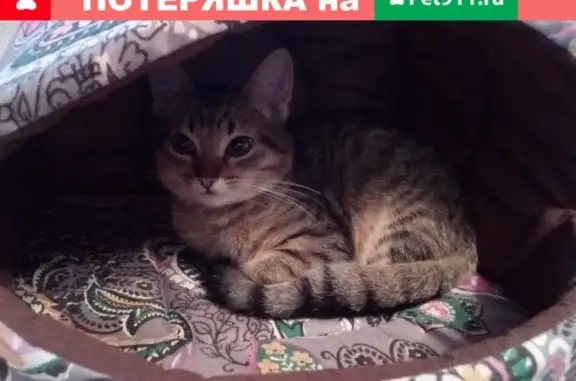 Пропал кот на Калинина 81 в Петрозаводске