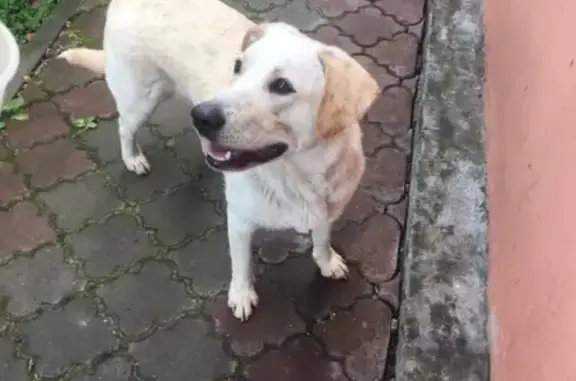 Найдена собака породы Лабрадор в Туле