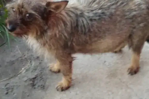 Найдена беременная собака в Н. Челнах