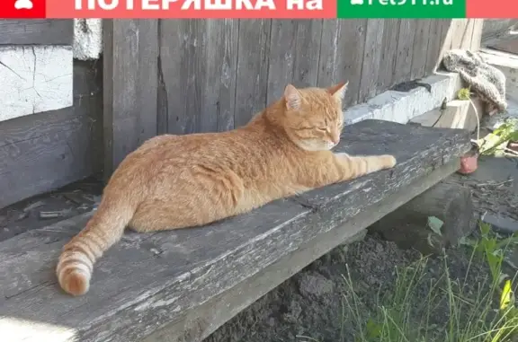 Пропал рыжий кот Альтаир возле Рестобара 