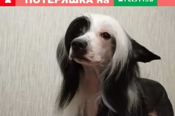 Пропала китайская хохлатая собака в Белово