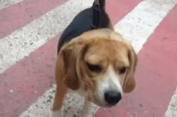 Найдена собака бигль в Москве, Демьяна Бедного