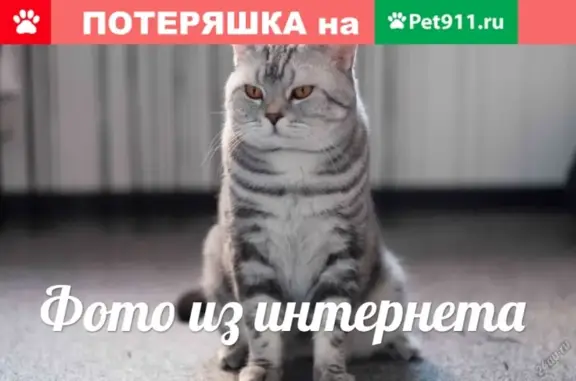Найдена кошка в СПб, Невский район, контакты вет. клиники.