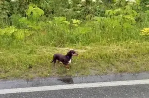 Найдена собака на трассе Черемуха с ошейником!