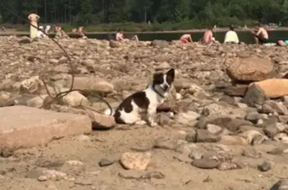 Пропала собака Чико в Нерюнгри, помогите найти!