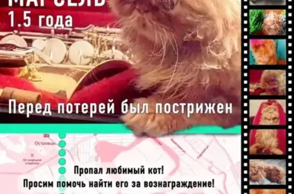 Пропал кот Марсель в Москве и Московской области - #кличрегион77_50
