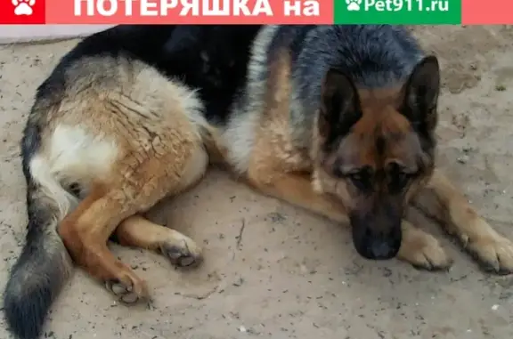 Пропала собака Альфа, 6 лет, г. Тула, Мясново, 11 проезд.