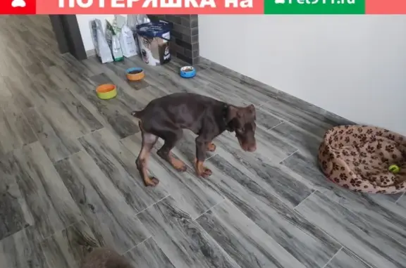 Найден щенок с клеймом в Нахабино.