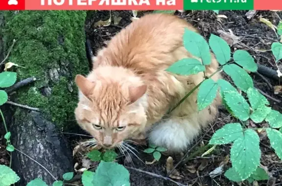 Найдена кошка в Битцевском лесопарке, Чертаново