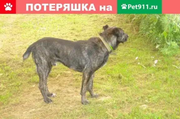 Пропал добрый пес в Малоярославце, Калужская обл.