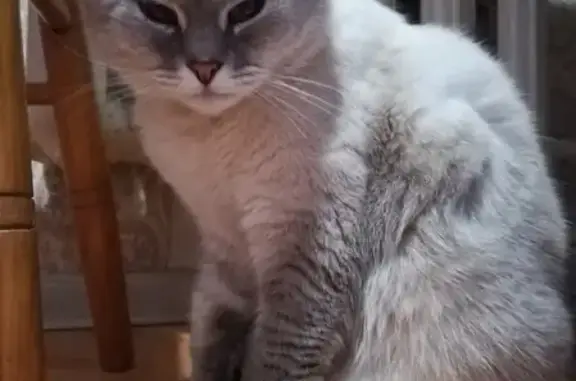 Кошка с отрезанным ухом найдена в Домодедово