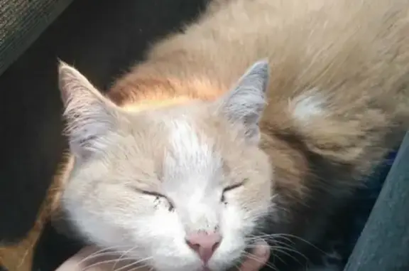 Найден кот в Красноярске: ищем старых хозяев