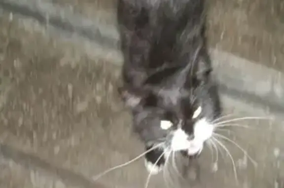 Найдена кошка в Калининском районе, СПб
