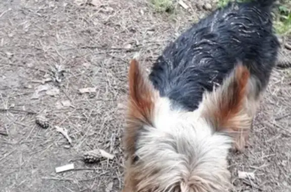 Найдена собака в Конаковском бору около хостела