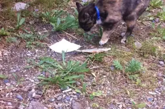 Найдена кошка в Микрорайоне Северный, ищем хозяина