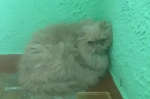 Найден персидский кот на Красноармейской 29 в Пскове
