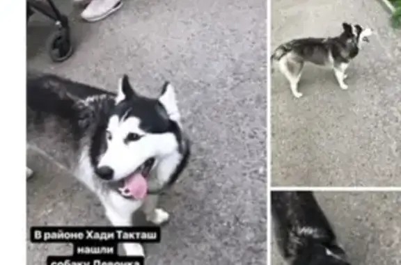 Найдена хаски в Казани #lostpet #найдена_собака
