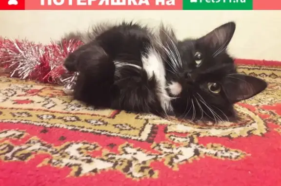 Пропала кошка на ул. Баркова 27 в Братске