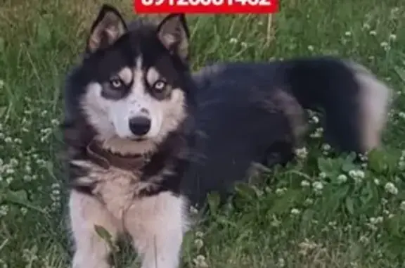 Пропала собака в Арамиле: хаски Гера на улице Октябрьской