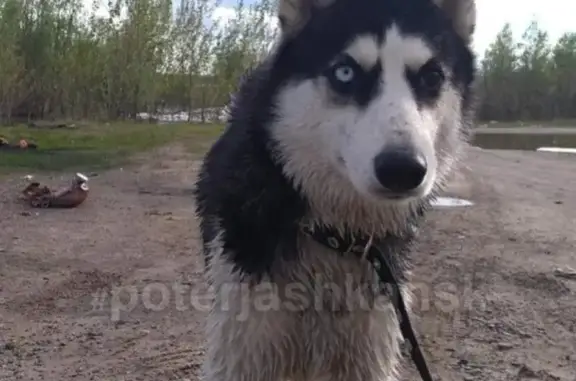 Собаки потеряшки, Новосибирск, фото: Потеряшка хаски в Красноглинном: вознаграждение!