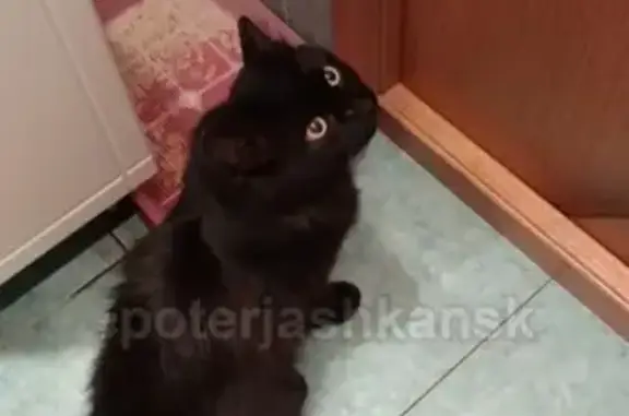 Найдена кошка в Октябрьском районе Новосибирска