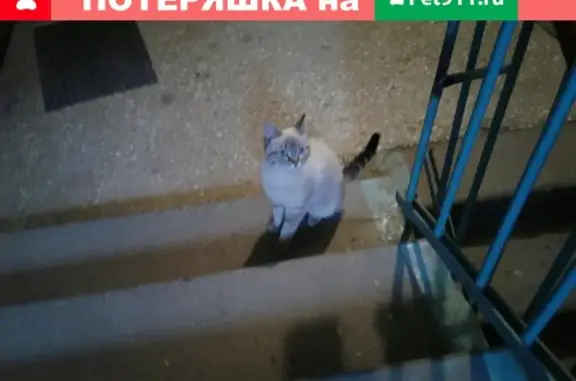 Найдена кошка на перекрестке Гоголя-Савельева