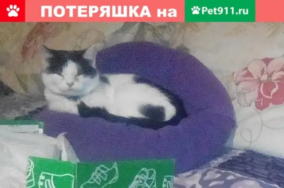 Пропала кошка в Шадринске: ул. Володарского 49