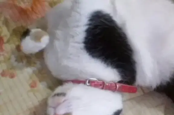 Пропала кошка на Пионер 2, 1 дорожка, Улан-Удэ